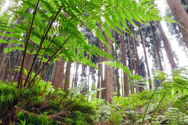 如何利用生物進行環(huán)境監(jiān)測？(圖1)